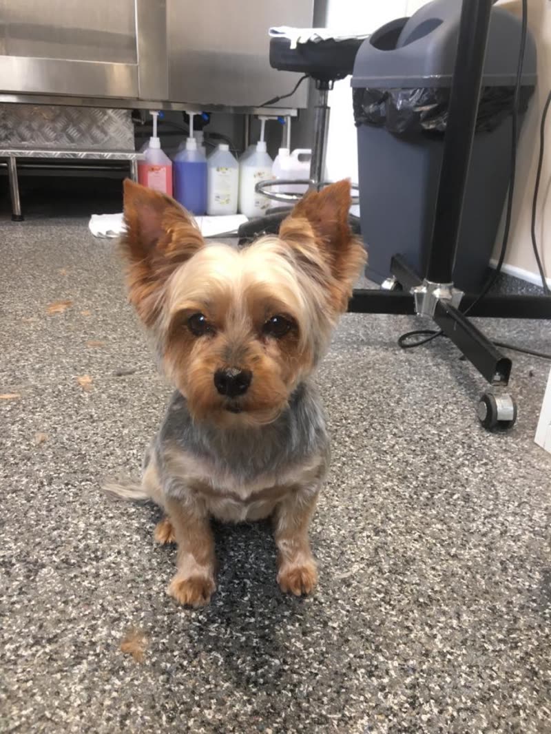 A freshly groomed Yorkshire Terrier on the salon floor beside the grooming table, dryer and shampoo bottles behind
