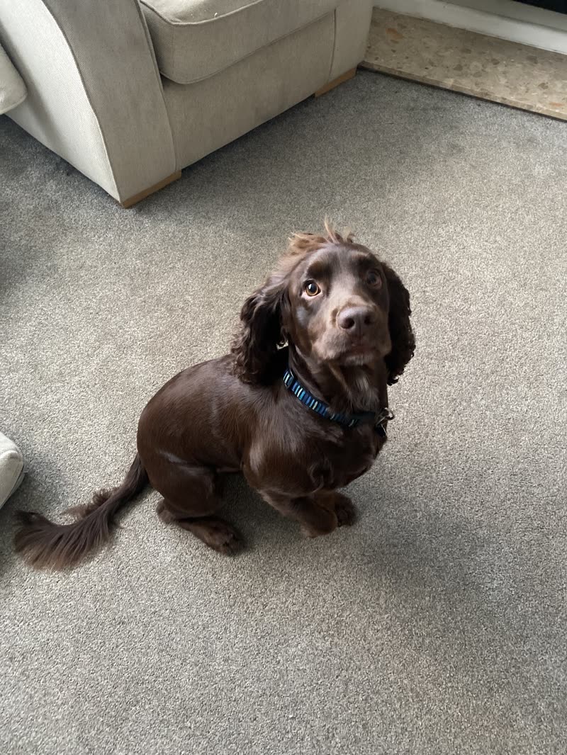 A chocolate cocker spaniel with a fresh trim sitting and looking up at the camera