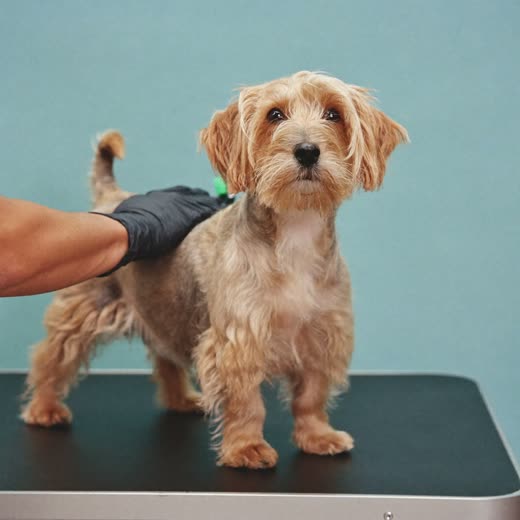 A small dog being brushed on a grooming table