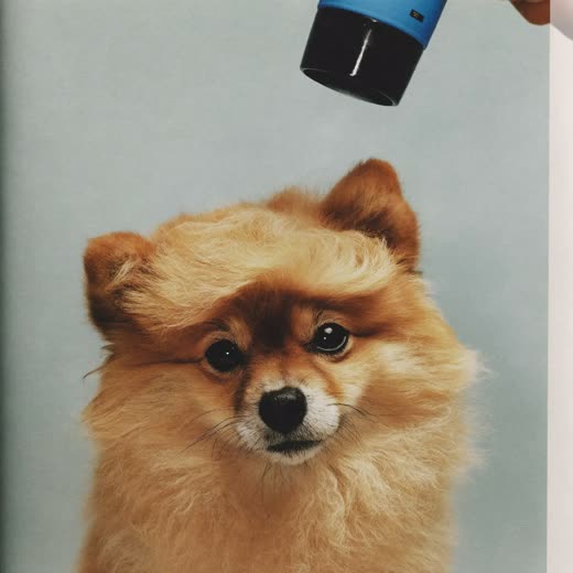 A small dog being blow dried after a bath
